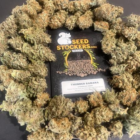Thunder Banana. Seedstockers