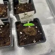 Oreoz USA. Kannabia seeds company