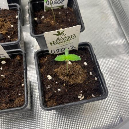 Oreoz USA. Kannabia seeds company