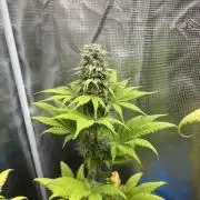 Kiwi x Papaya. Mavericks Genetics