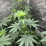 Lemon Cherry Runtz. Fastbuds