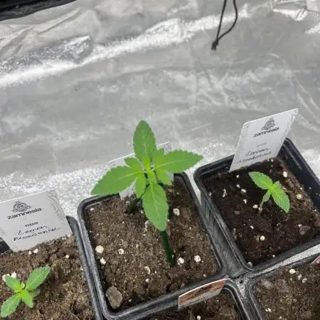 Lemon Mandarin. fastbuds