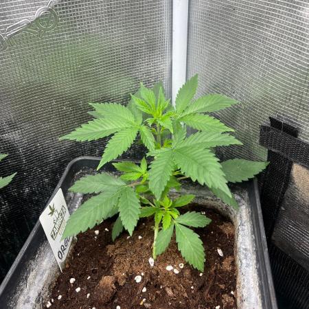 Oreoz USA. Kannabia seeds company