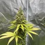 Runtz Punch. Herbies