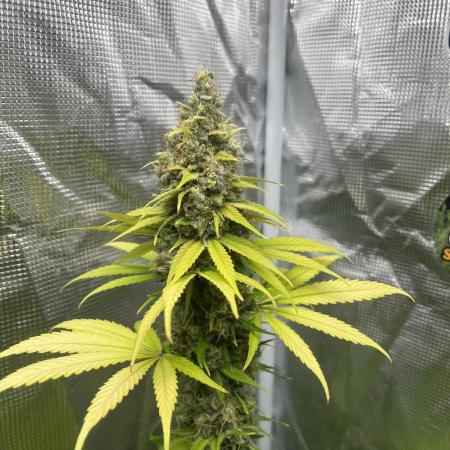 Runtz Punch. Herbies