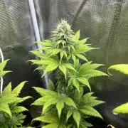 Kiwi x Papaya. Mavericks Genetics