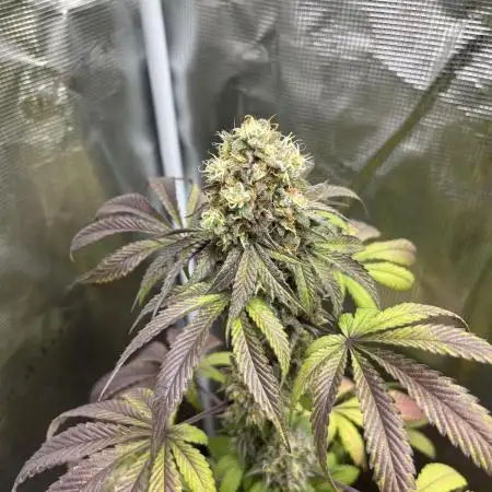 Papayton. Fastbuds
