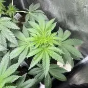 Pink Sunset. Silentseeds