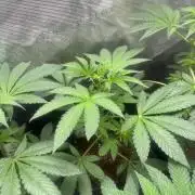 Drizl Pickl. Seedstockers