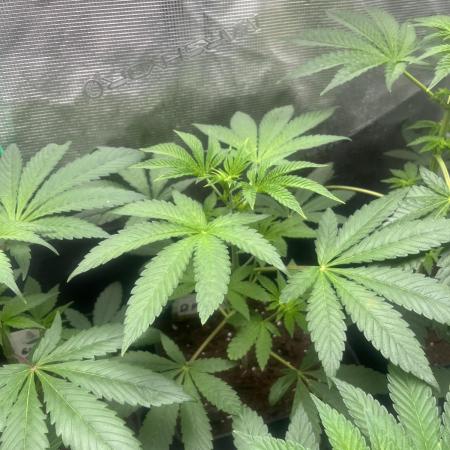 Drizl Pickl. Seedstockers