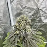 Fishy Zoap. Seedstockers