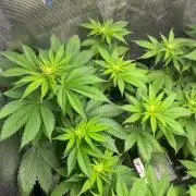 Oreoz USA. Kannabia seeds company