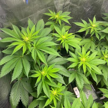 Oreoz USA. Kannabia seeds company