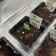 Toad Venum. Growers Choice