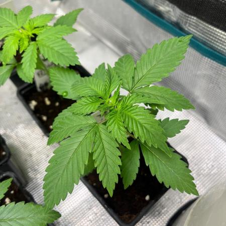 Oreoz USA. Kannabia seeds company