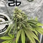Lemon Cherry Runtz. Fastbuds