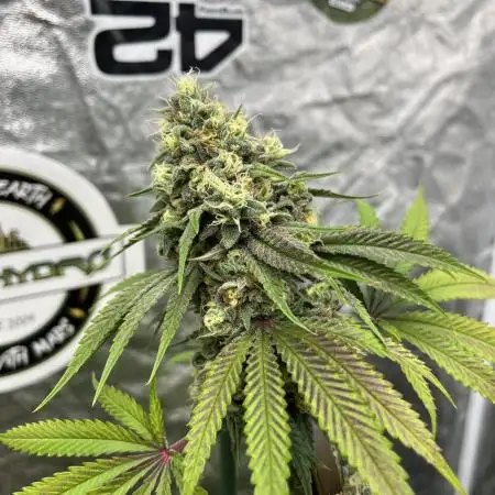 Lemon Cherry Runtz. Fastbuds