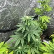 Fishy Zoap. Seedstockers