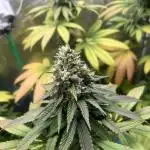 Lemon Mandarin. fastbuds