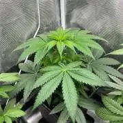 Toad Venum. Growers Choice