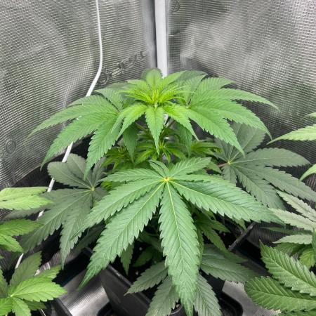 Toad Venum. Growers Choice