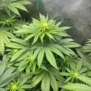 Wedding Cake. RoyalQueenSeeds