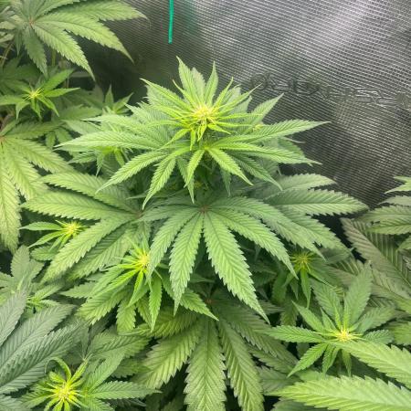 Wedding Cake. RoyalQueenSeeds