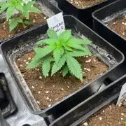 Sherbet Jedi Joint. HighBreed