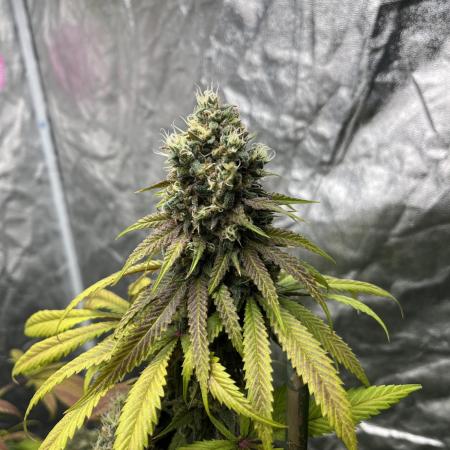 Lemon Cherry Runtz. Fastbuds