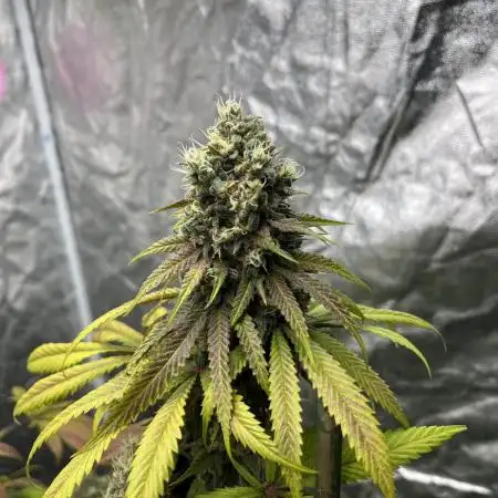 Lemon Cherry Runtz. Fastbuds