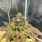 Mistery ¿?. Seedstockers