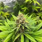 Gelato 41. Seedstockers