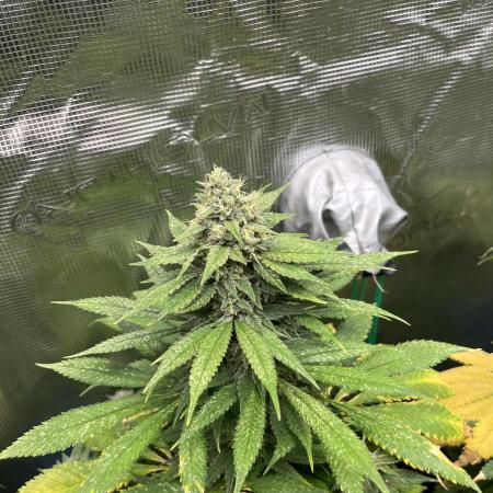 Mental Rainbow fast. Sweetseeds