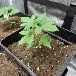 Mistery ¿? . Seedstockers