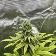 Green Gelato. RoyalQueenSeeds