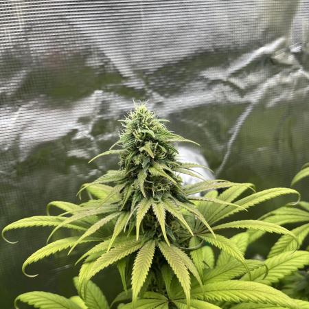 Green Gelato. RoyalQueenSeeds