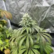 Barcelona Puff. Seedstockers