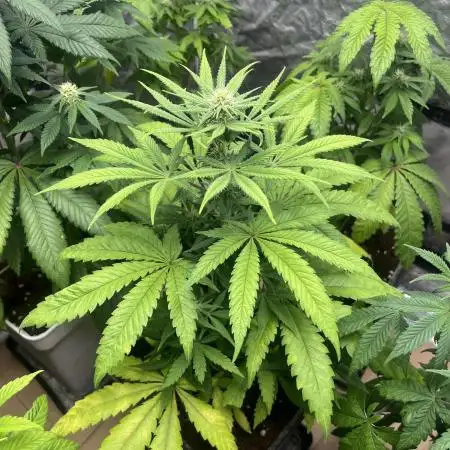 Gomu Gomu Mango. HighBreed