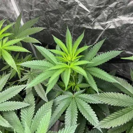 Lemon Cherry Runtz. Fastbuds