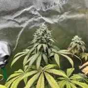 Drizl Pickl. Seedstockers