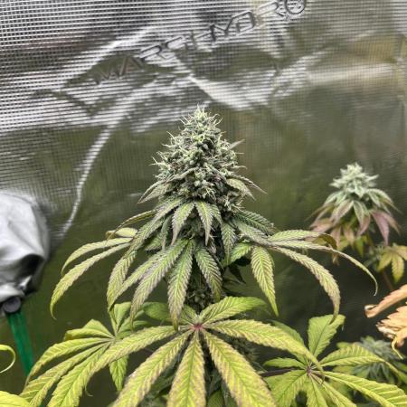 Drizl Pickl. Seedstockers