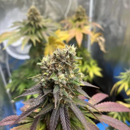 Lemon Mandarin. fastbuds