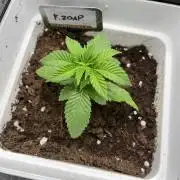 Fishy Zoap. Seedstockers