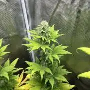 Kiwi x Papaya. Mavericks Genetics