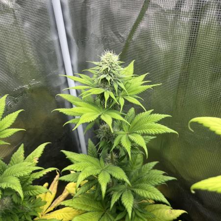 Kiwi x Papaya. Mavericks Genetics