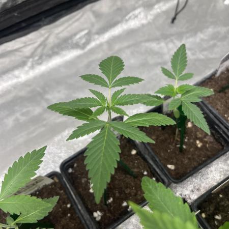 Gelato 44. RoyalQueenSeeds
