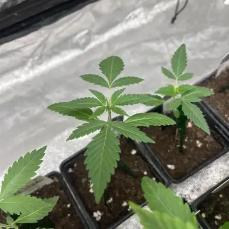 Gelato 44. RoyalQueenSeeds