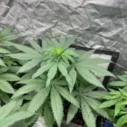 Sherbet Jedi Joint. HighBreed