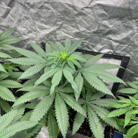 Sherbet Jedi Joint. HighBreed