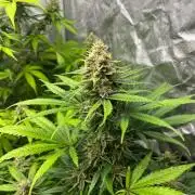 Gelato 41. Seedstockers